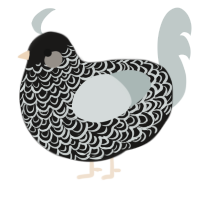 A sable and silver chicken with a double-lace pattern