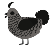 A grey and black chicken with a lace pattern