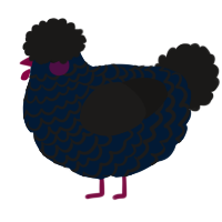 Blackberry, a tumblr and sable chicken with a lace pattern