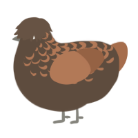Praline, a bark and brown chicken with a half-lace pattern