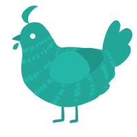 Turq, a turquoise chicken with a bar pattern
