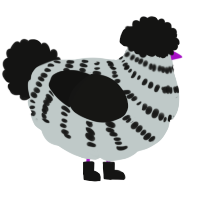 Zebra again, a silver and black chicken with a bar pattern