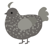 A grey and ash chicken with a speckle pattern