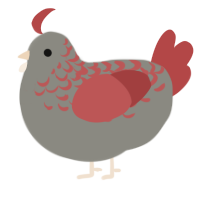 Phoenix, a ash and red chicken with a half-lace pattern