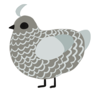 Asbestos, a ash and silver chicken with a lace pattern