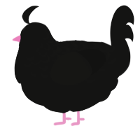 black xxy, a black chicken with a half-lace pattern