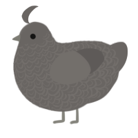rock, a grey chicken with a double-lace pattern