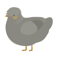 A ash chicken with a neck-band pattern