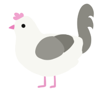 Pigeon, a white and ash chicken