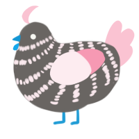 A grey and rose chicken with a bar pattern