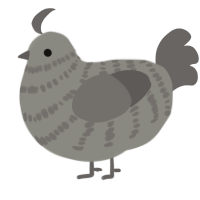 grey yxx, a ash and grey chicken with a bar pattern