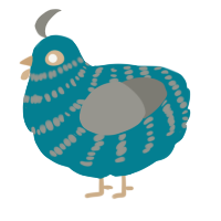 Sea Foam, a sea and ash chicken with a bar pattern