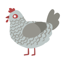 Blue Andalusian, a silver and ash chicken with a lace pattern