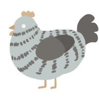 A silver and grey chicken with a bar pattern