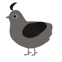 Hematite, a grey and sable chicken
