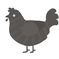 Arlan Saracan, a grey chicken with a bar pattern