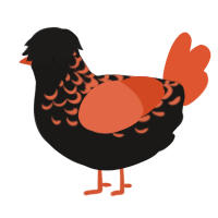 A sable and vermilion chicken with a half-lace pattern