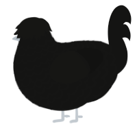 gerard way, a black chicken with a lace pattern