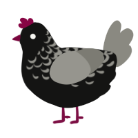 bob, a black and ash chicken with a half-lace pattern