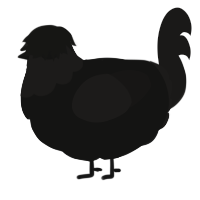 A black and sable chicken with a head pattern