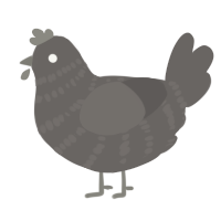 A grey chicken with a bar pattern