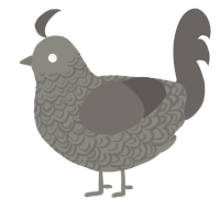 Asteroid, a ash and grey chicken with a double-lace pattern