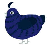 Kole, a navy and tumblr chicken with a bar pattern