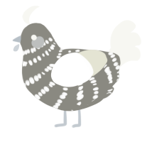 A ash and white chicken with a bar pattern