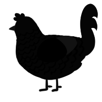 Lurk, a white chicken with a lace pattern