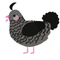A grey and black chicken with a lace pattern