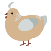 brown dove, a beige and silver chicken with a neck-band pattern