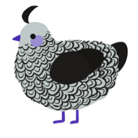 A silver and sable chicken with a double-lace pattern