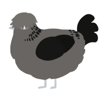 A grey and black chicken with a neck-band pattern