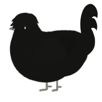 Consume, a black chicken with a lace pattern