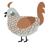 A silver and brown chicken with a lace pattern