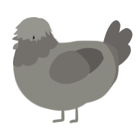A ash and grey chicken with a head pattern