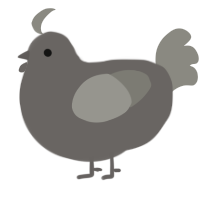 A grey and ash chicken