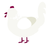 A white chicken with a neck-speckle pattern