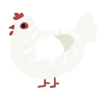 A white chicken with a half-bar pattern
