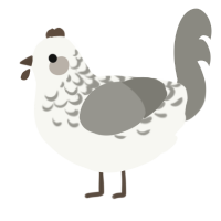 Oreo, a white and ash chicken with a half-lace pattern