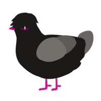 A sable and grey chicken