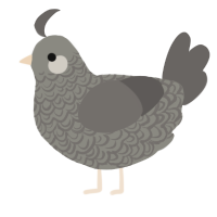 A ash and grey chicken with a double-lace pattern