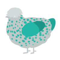 A silver and turquoise chicken with a speckle pattern
