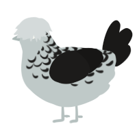 A silver and sable chicken with a half-lace pattern