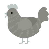 A ash chicken with a bar pattern