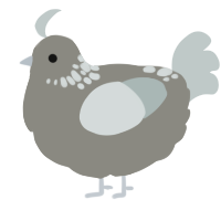 A ash and silver chicken with a neck-speckle pattern