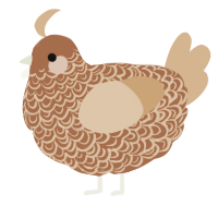 A brown and beige chicken with a double-lace pattern