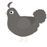 A grey chicken with a lace pattern