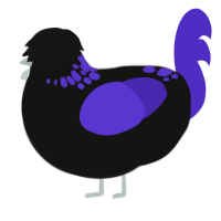 Ultra, a black and indigo chicken with a neck-speckle pattern