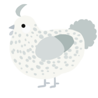 A white and silver chicken with a speckle pattern